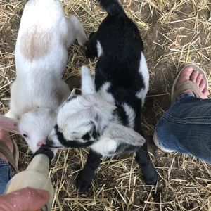 Meet your Posher, Autumn